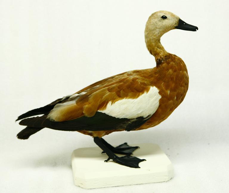 animal naturalisé : oiseau : Tadorne casarca