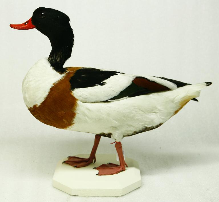 animal naturalisé : oiseau : Tadorne de Belon