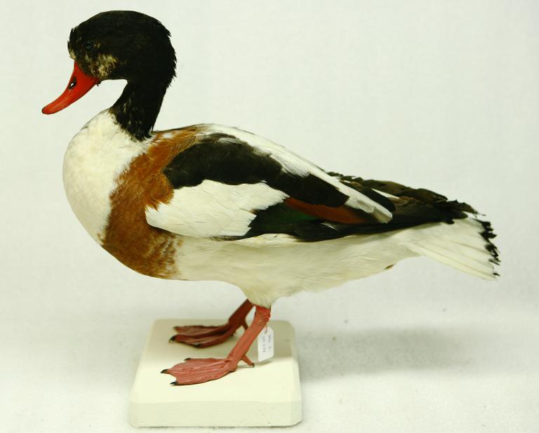 animal naturalisé : oiseau : Tadorne de Belon