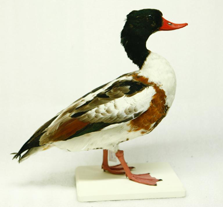 animal naturalisé : oiseau : Tadorne de Belon