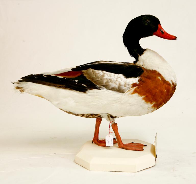 animal naturalisé : oiseau : Tadorne de Belon