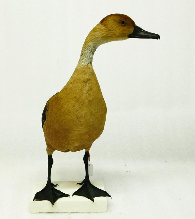 animal naturalisé : oiseau : Dendrocygne fauve