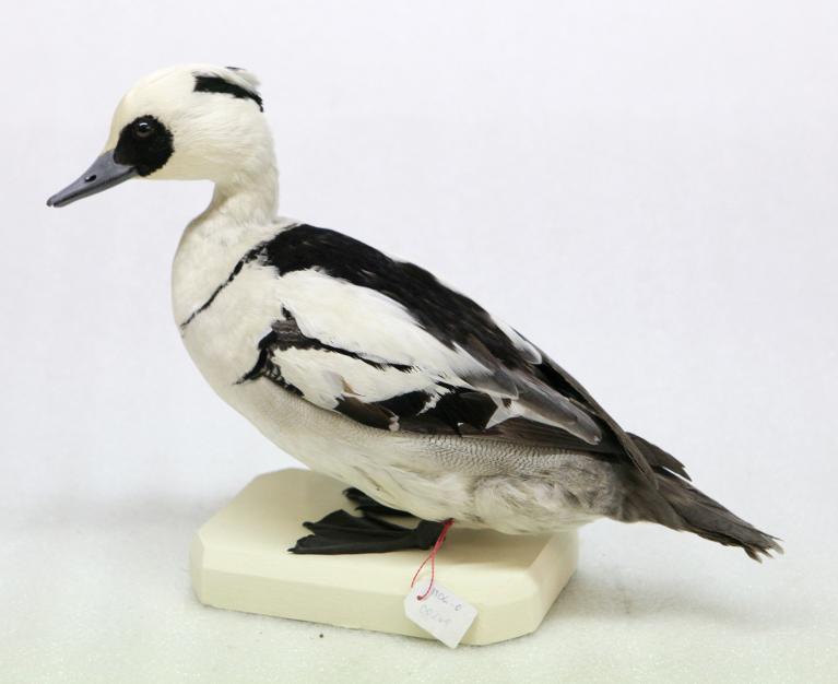 animal naturalisé : oiseau : Harle piette