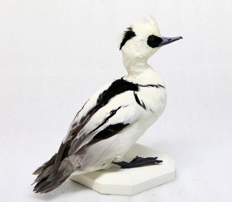 animal naturalisé : oiseau : Harle piette