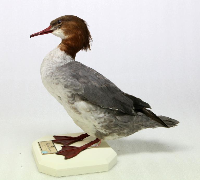 animal naturalisé : oiseau : Harle bièvre