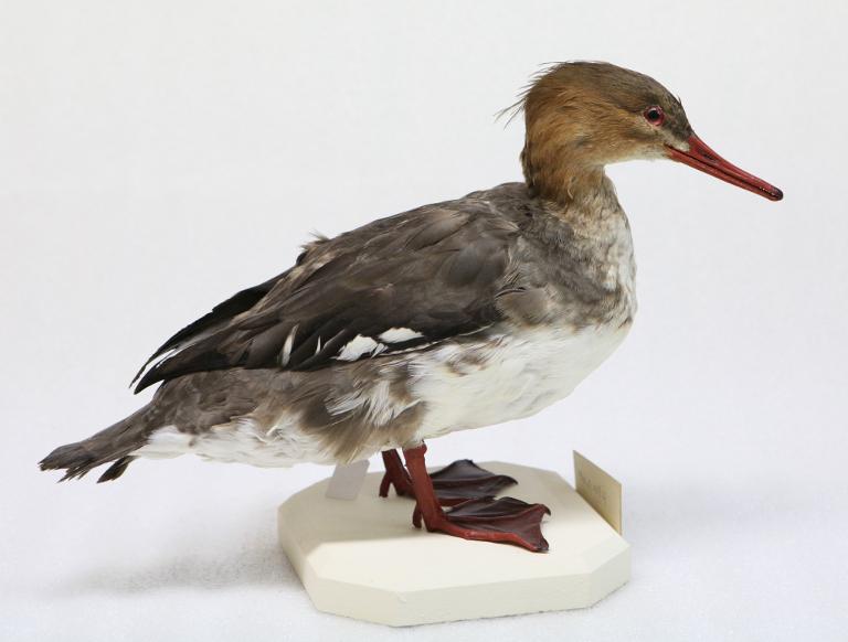 animal naturalisé : oiseau : Harle huppé