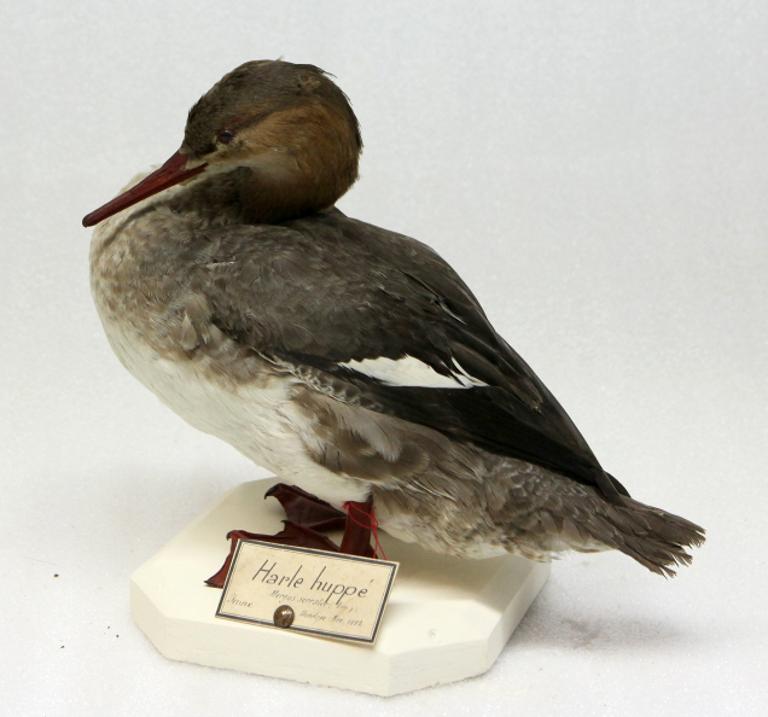 animal naturalisé : oiseau : Harle huppé