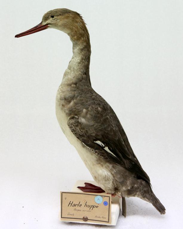 animal naturalisé : oiseau : Harle huppé