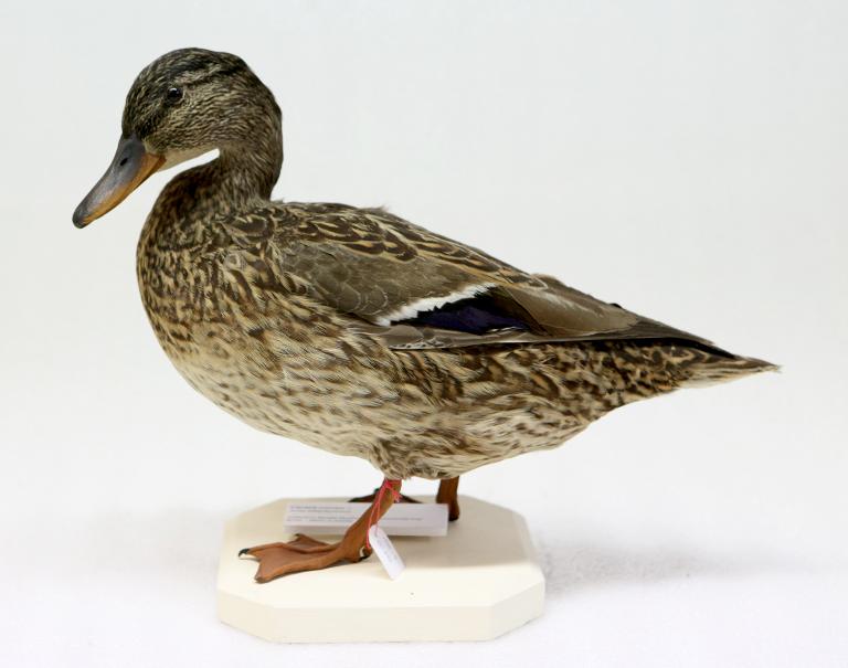 : oiseau : Canard colvert