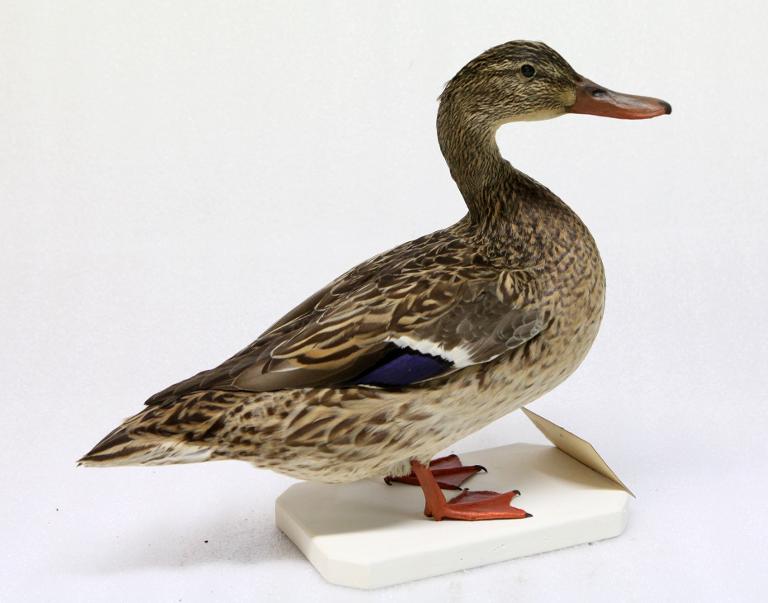 : oiseau : Canard colvert