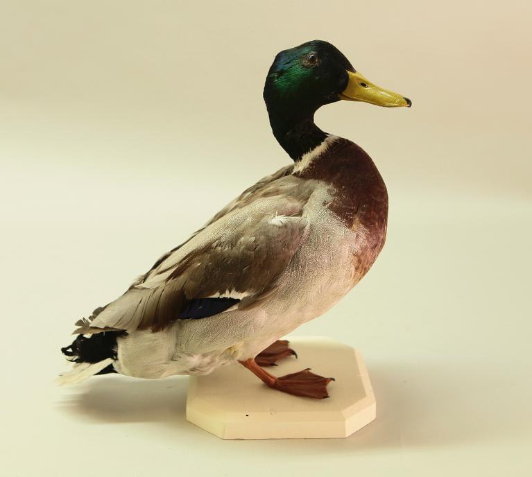 animal naturalisé : oiseau : Canard colvert