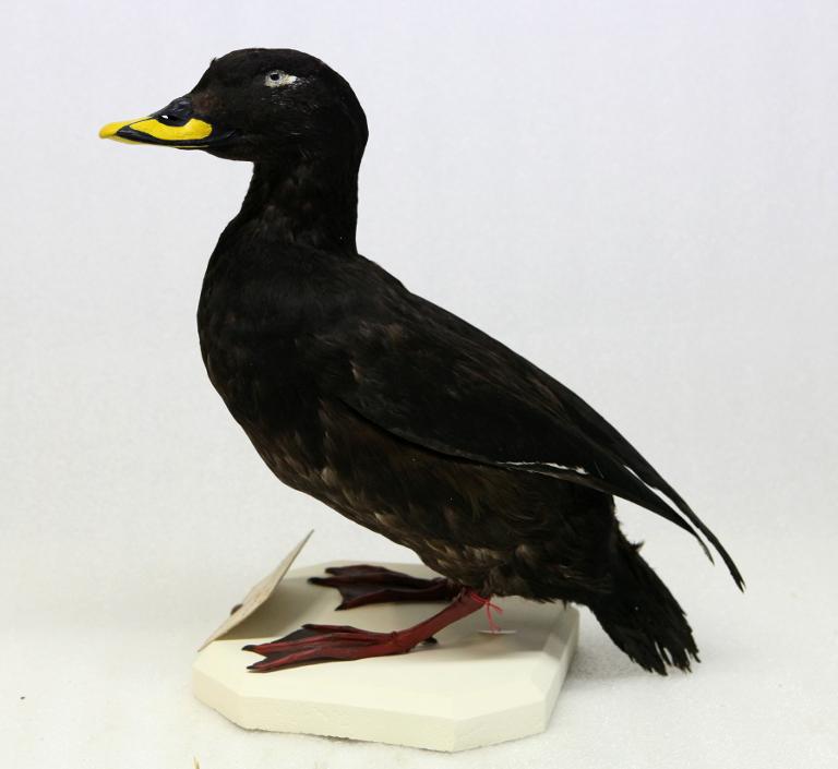 animal naturalisé : oiseau : Macreuse brune