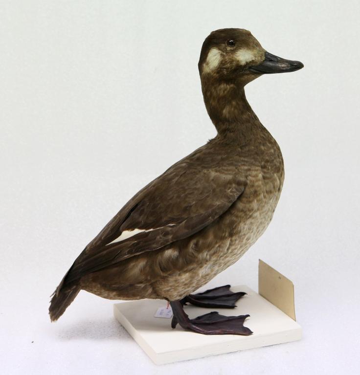 animal naturalisé : oiseau : Macreuse brune