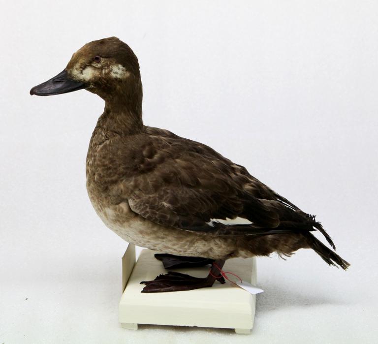 animal naturalisé : oiseau : Macreuse brune