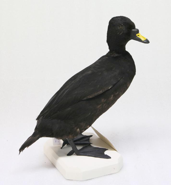 animal naturalisé : oiseau : Macreuse noire