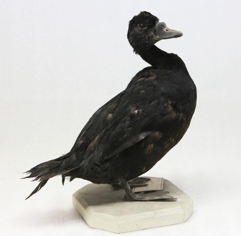 animal naturalisé : oiseau : Macreuse noire