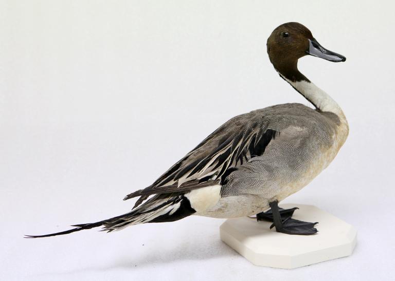 : oiseau : Canard pilet