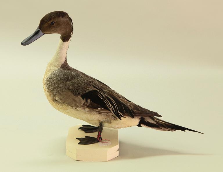 : oiseau : Canard pilet