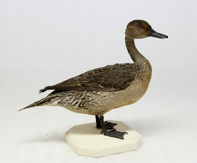 animal naturalisé : oiseau : Canard pilet
