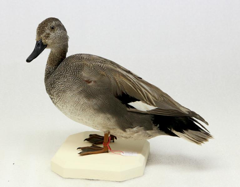 animal naturalisé : oiseau : Canard chipeau