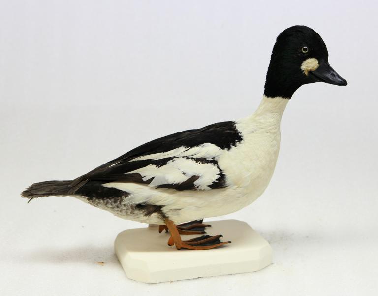 animal naturalisé : oiseau : Garrot à oeil d'or