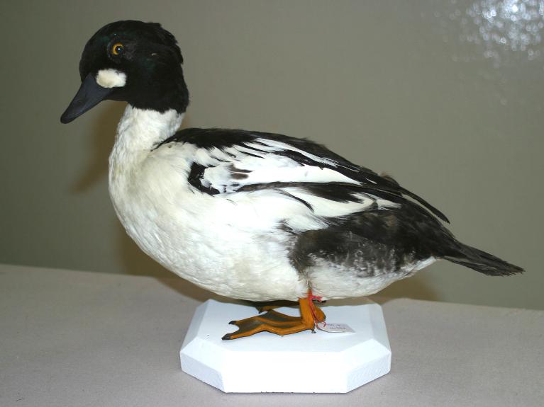 animal naturalisé : oiseau : Garrot à oeil d'or