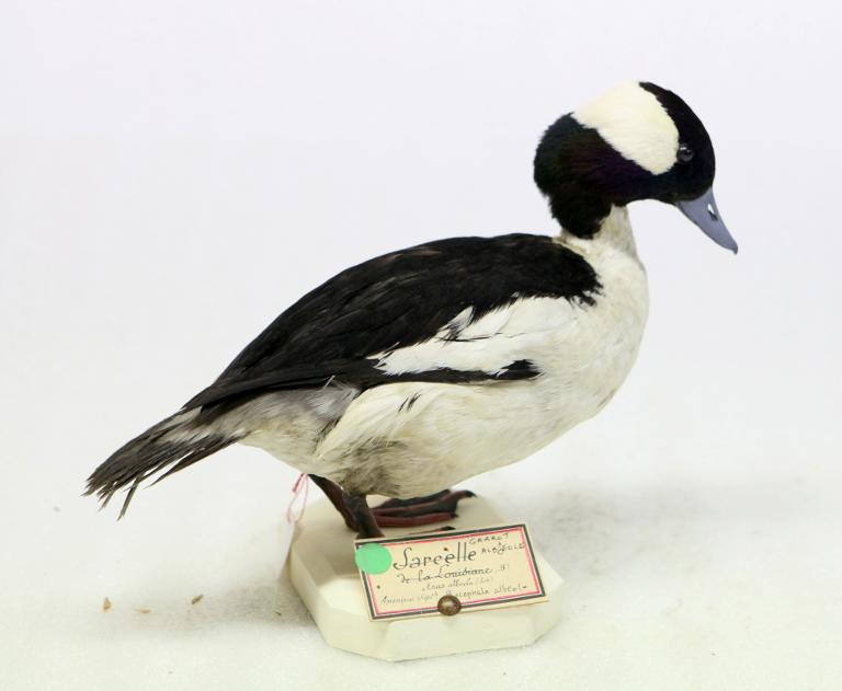 animal naturalisé : oiseau : Garrot albéole