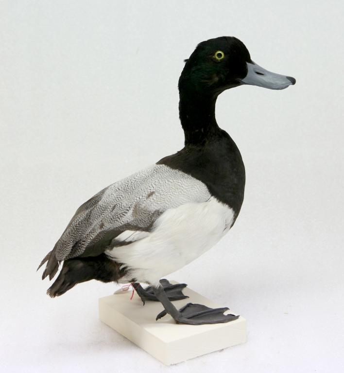 animal naturalisé : oiseau : Fuligule milouinan