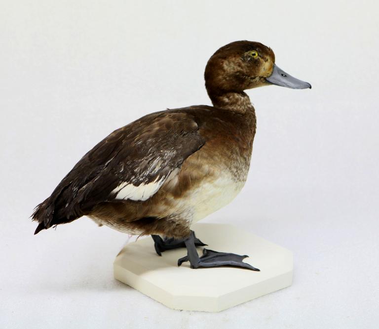 animal naturalisé : oiseau : Fuligule milouinan