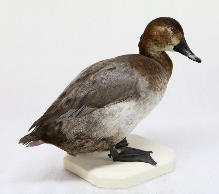 animal naturalisé : oiseau : Fuligule milouin