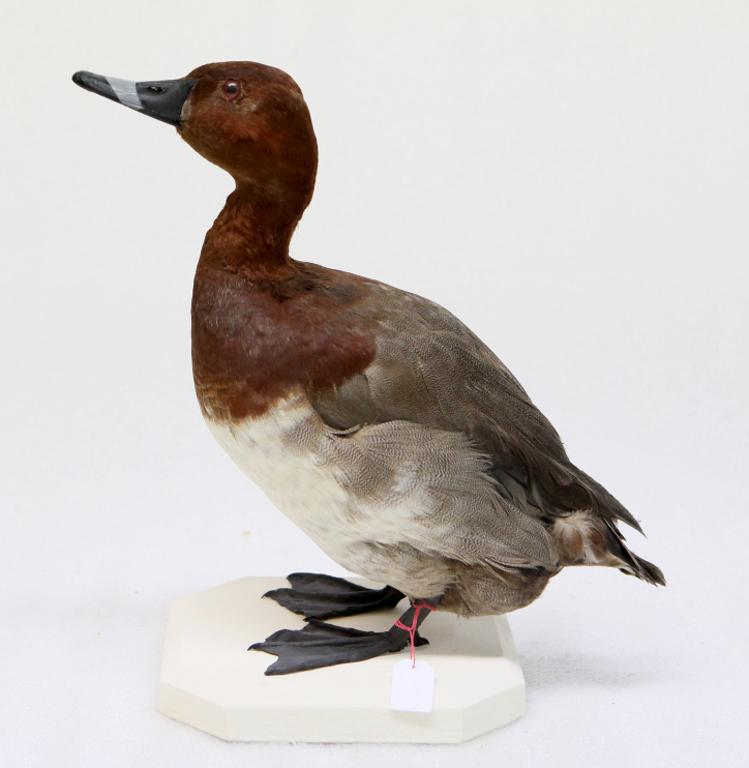 animal naturalisé : oiseau : Fuligule milouin