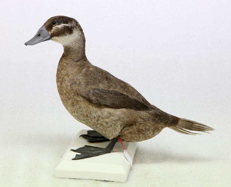 animal naturalisé : oiseau : Erismature rousse