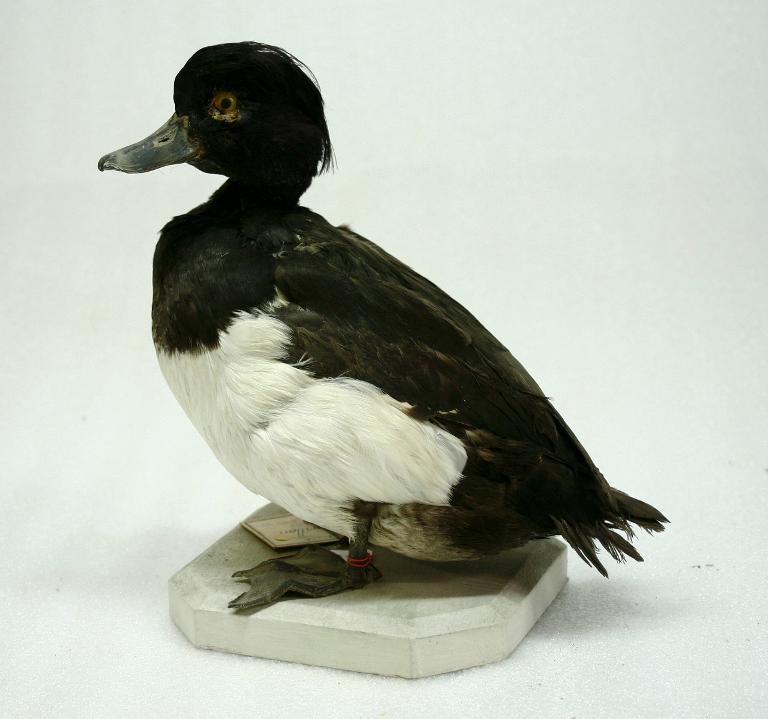 animal naturalisé : oiseau : Fuligule morillon