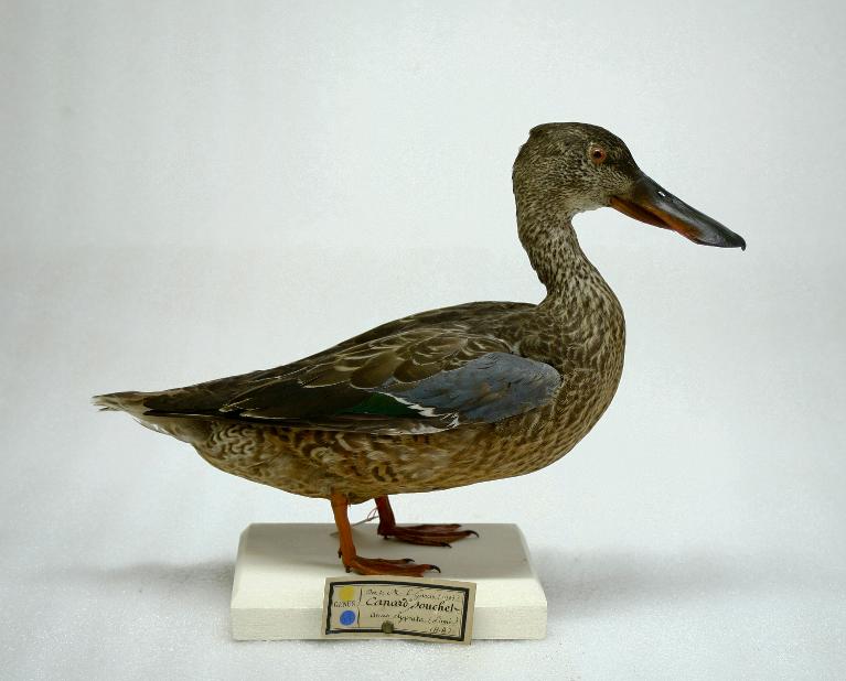animal naturalisé : oiseau : Canard souchet