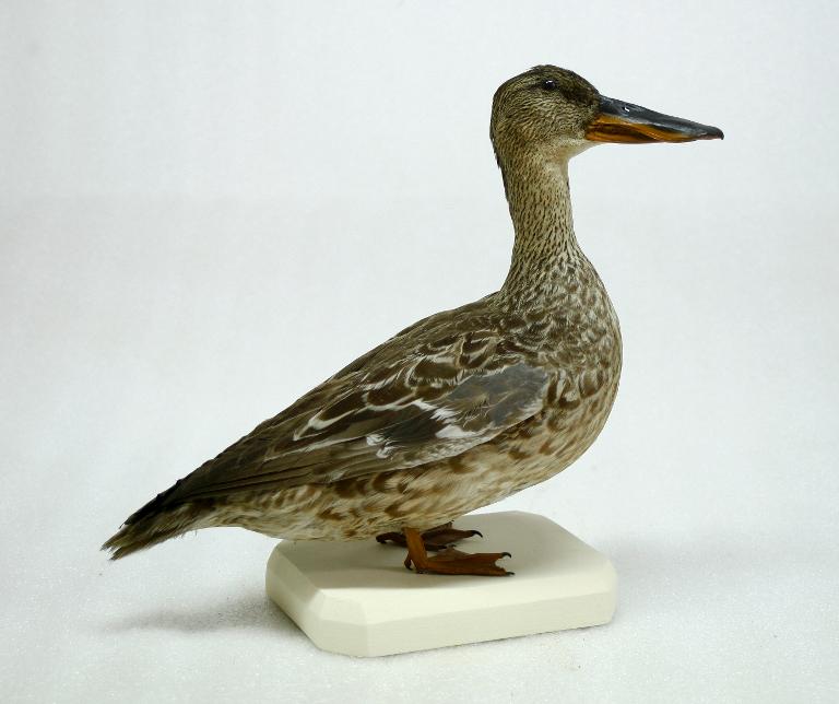 animal naturalisé : oiseau : Canard souchet