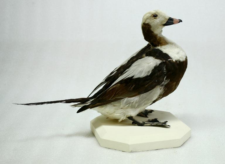 animal naturalisé : oiseau : Harelde de Miquelon