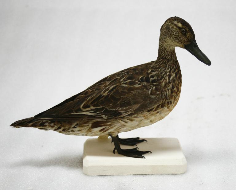 animal naturalisé : oiseau : Sarcelle d'hiver