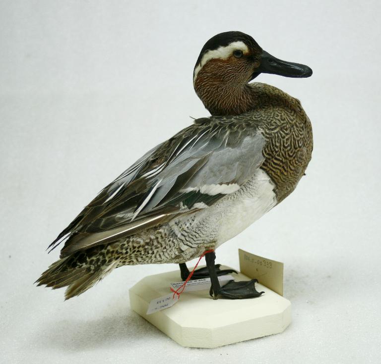 animal naturalisé : oiseau : Sarcelle d'été