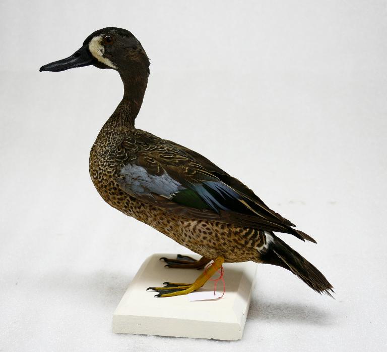 animal naturalisé : oiseau : Sarcelle à ailes bleues