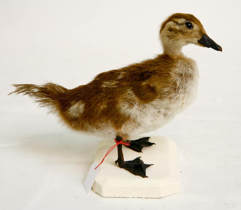 animal naturalisé : oiseau : Canard mandarin