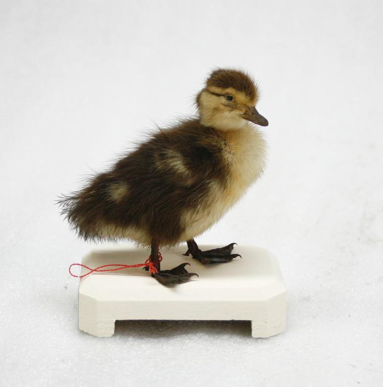 animal naturalisé : oiseau : Canard musqué