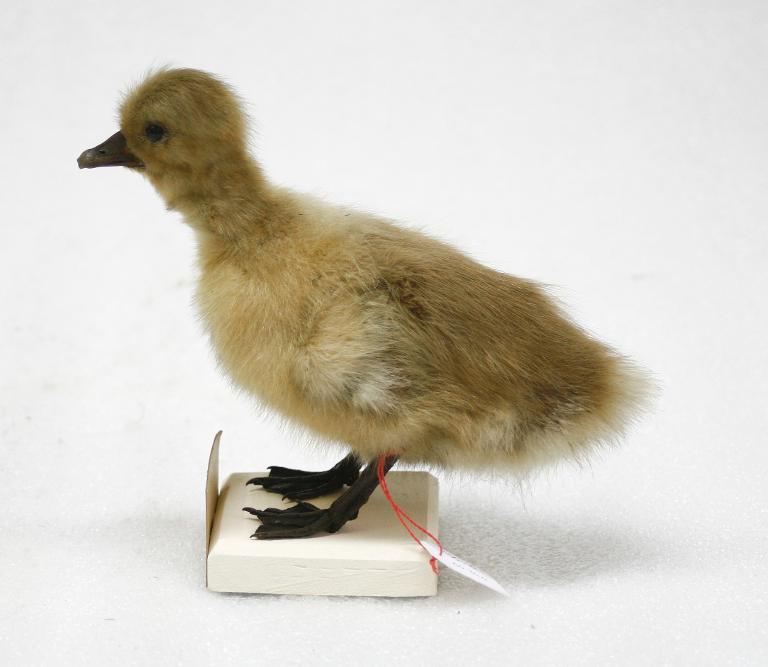 animal naturalisé : oiseau : ?