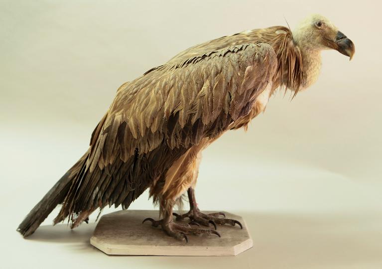 animal naturalisé : oiseau : Vautour fauve
