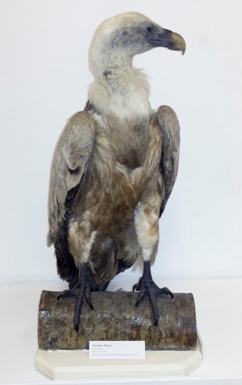 animal naturalisé : oiseau : Vautour fauve