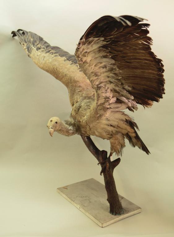 animal naturalisé : oiseau : Vautour fauve