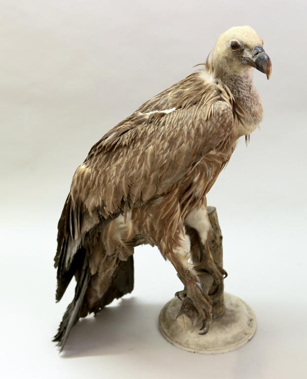 animal naturalisé : oiseau : Vautour fauve