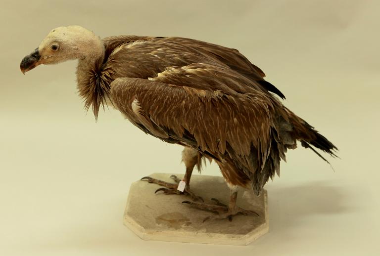 animal naturalisé : oiseau : Vautour fauve