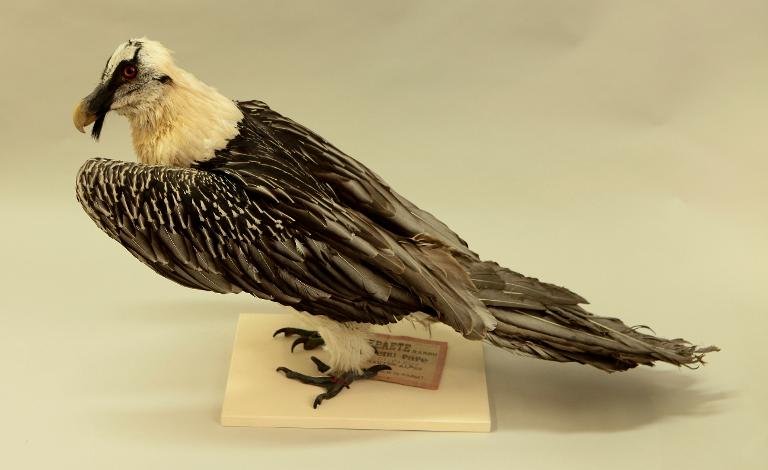 animal naturalisé : oiseau : Gypaète barbu