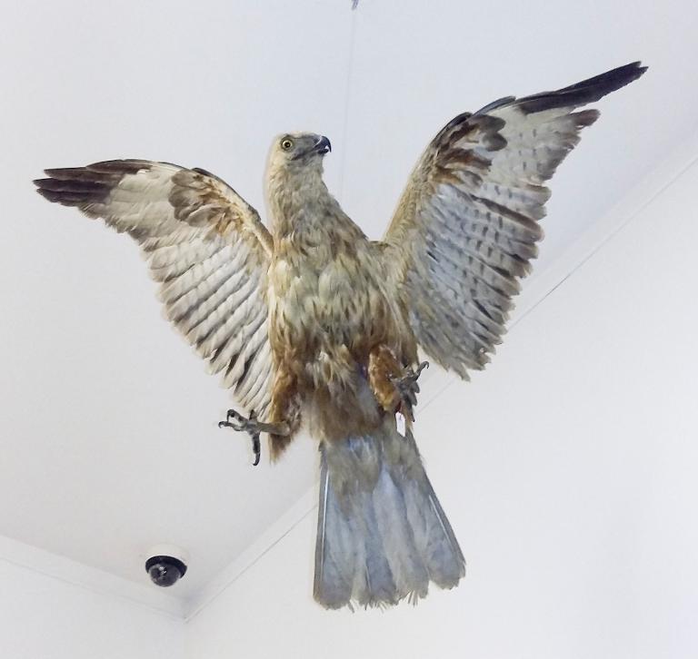 animal naturalisé : oiseau : Circaète Jean le blanc (en vol)