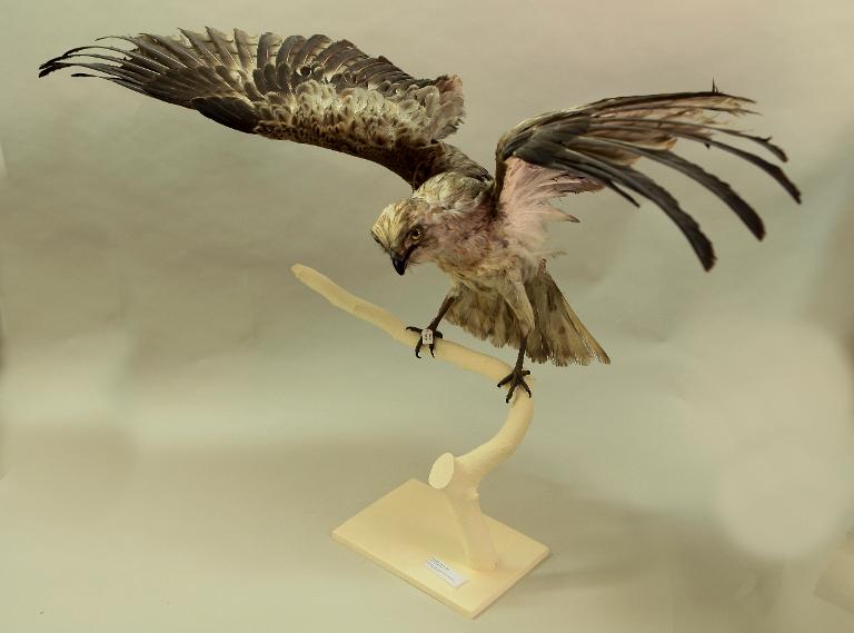 animal naturalisé : oiseau : Circaète Jean le blanc